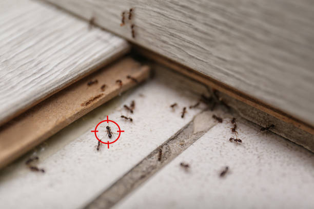 Best Spider Control Near Me  in Naples Park, FL