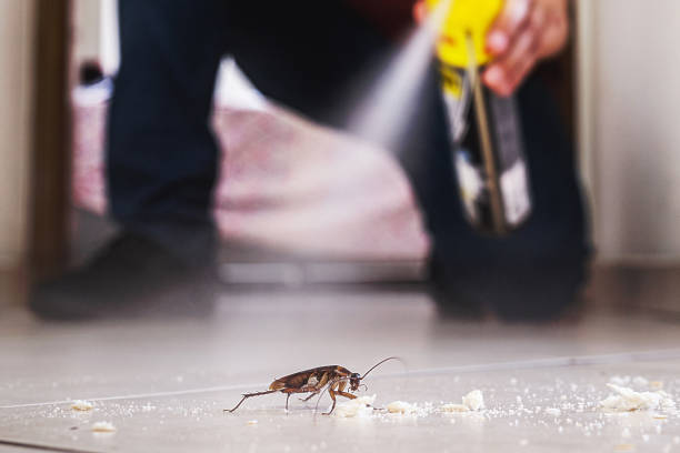 Best Affordable Pest Control Services  in Naples Park, FL