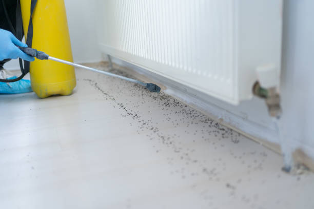 Best Flea Control Services  in Naples Park, FL
